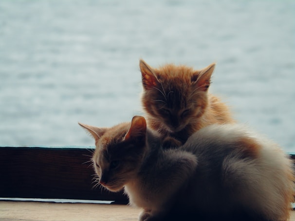 Two Russian Blue kittens cuddling together on a cozy windowsill bathed in sunlight.