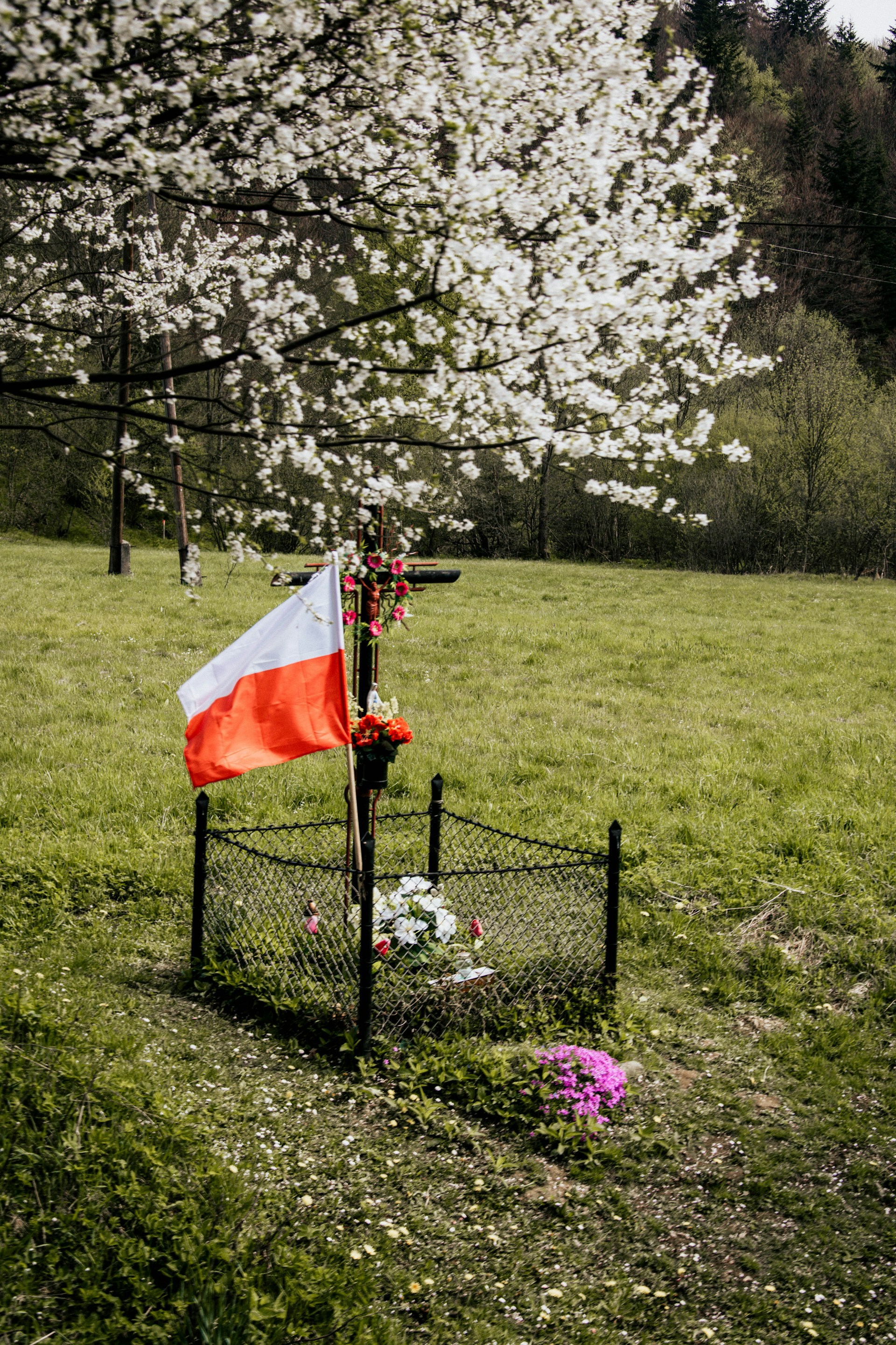 A small memorial site is located in a grassy field under a blossoming tree. The site is enclosed with a black fence and adorned with a cross surrounded by red and white flowers. A national flag is placed next to the cross. The background features more trees and a serene landscape.