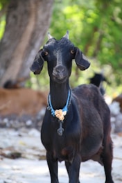 black goat at gili t