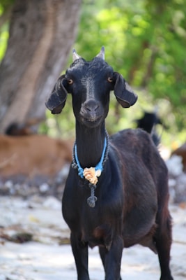 black goat at gili t