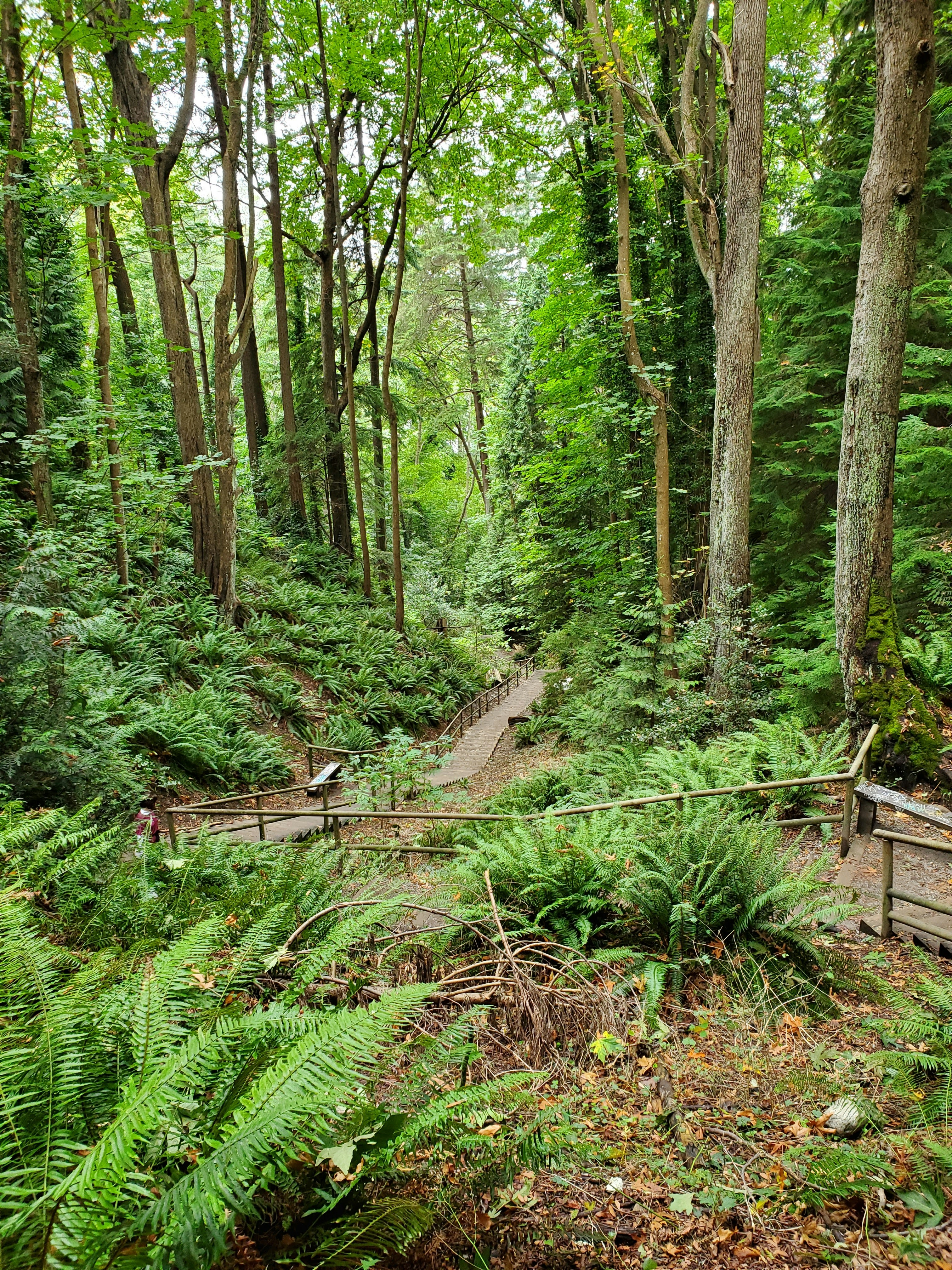 A Guardian Park ranger guiding visitors through a lush Colombian national park with vibrant greenery and wildlife.