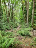 A lush green forest with a winding hiking trail.