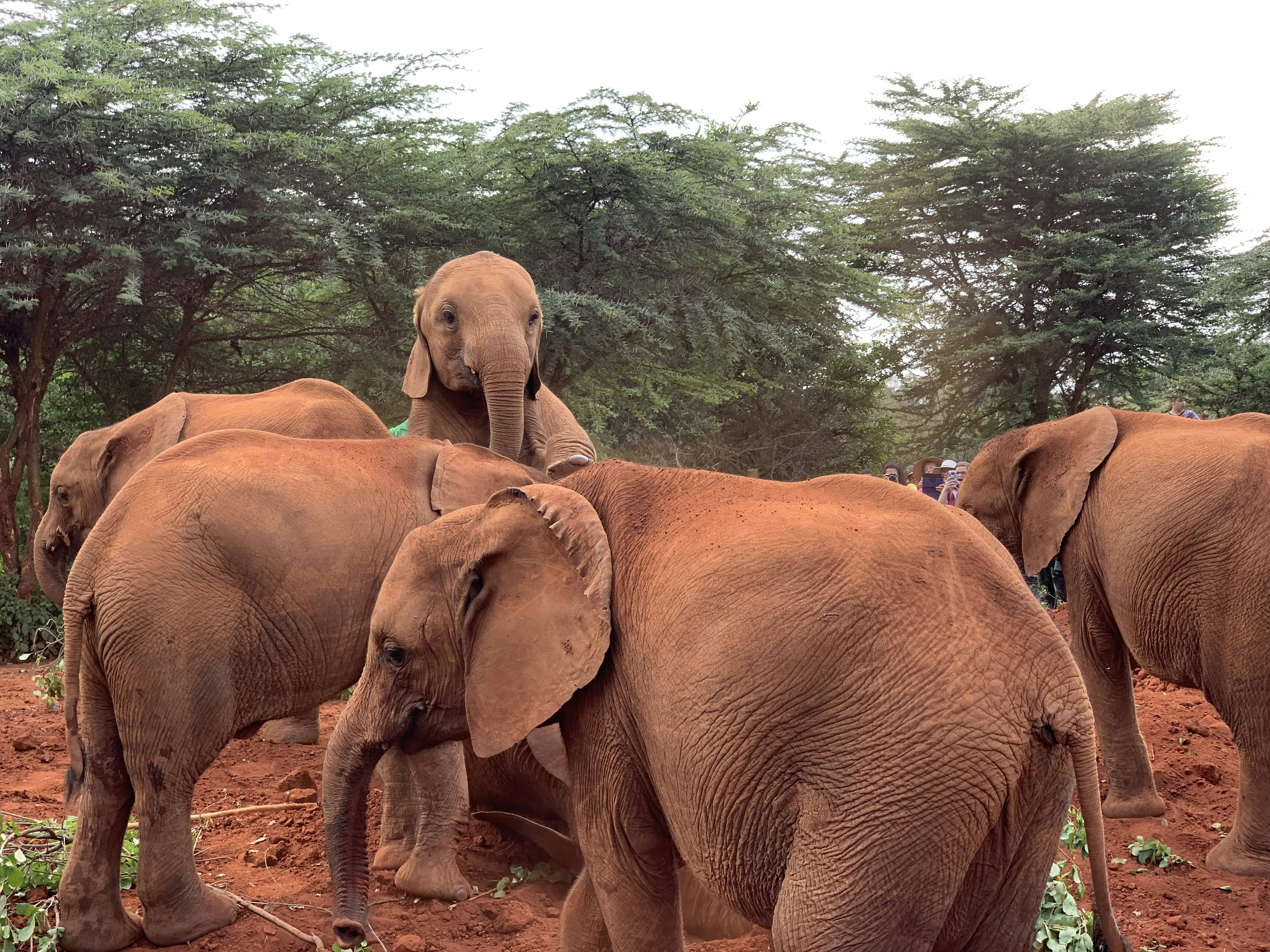 昼間、土の上を歩く茶色の象