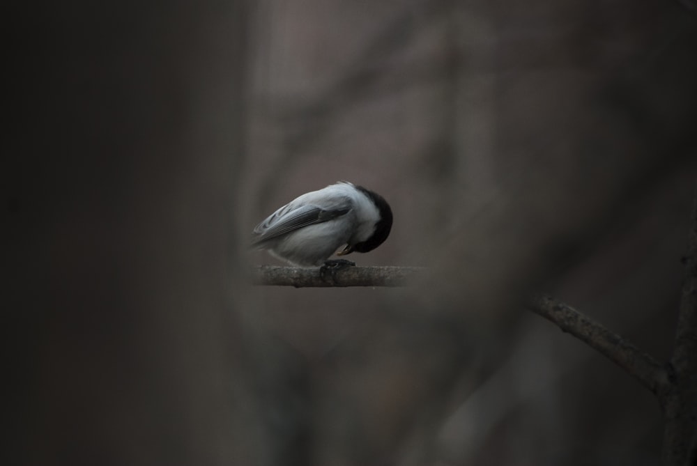 white and black bird on tree branch