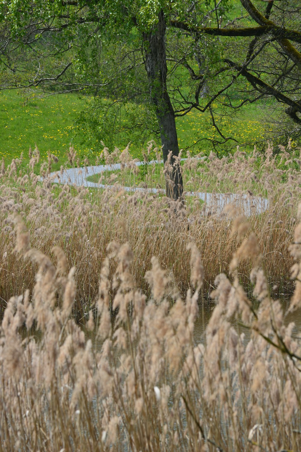 Campo de hierba marrón durante el día