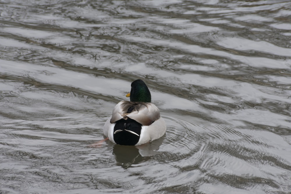 white and black duck on water during daytime