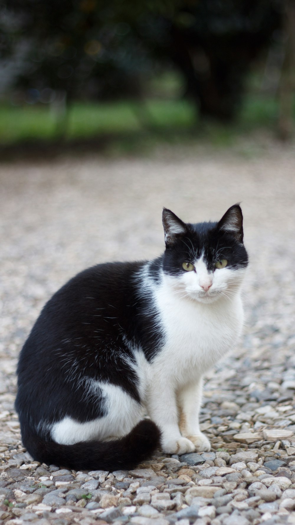 black and white cat on ground