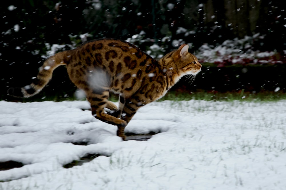 leopardo marrone e nero che cammina sul terreno innevato durante il giorno