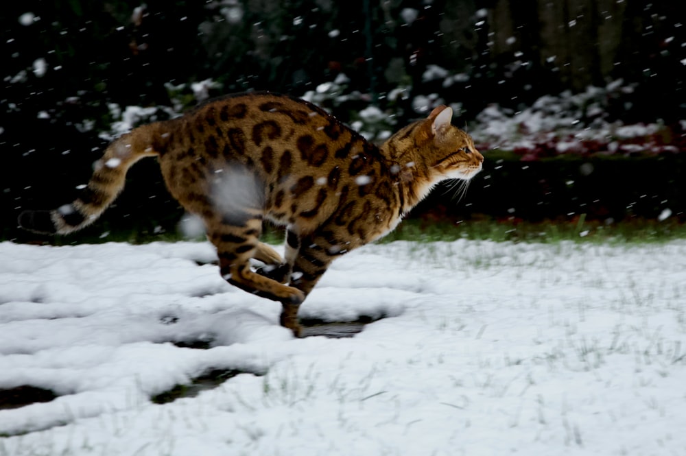 Brauner und schwarzer Leopard geht tagsüber auf schneebedecktem Boden