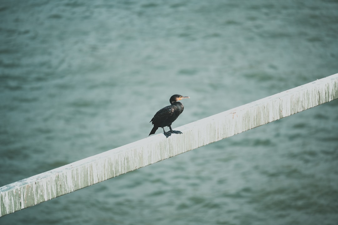 black bird on brown wooden fence