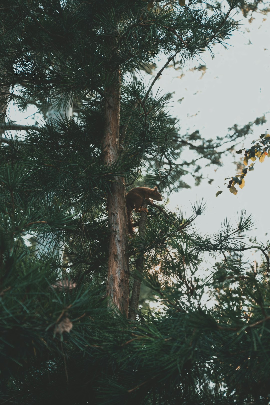 green and brown tree during daytime