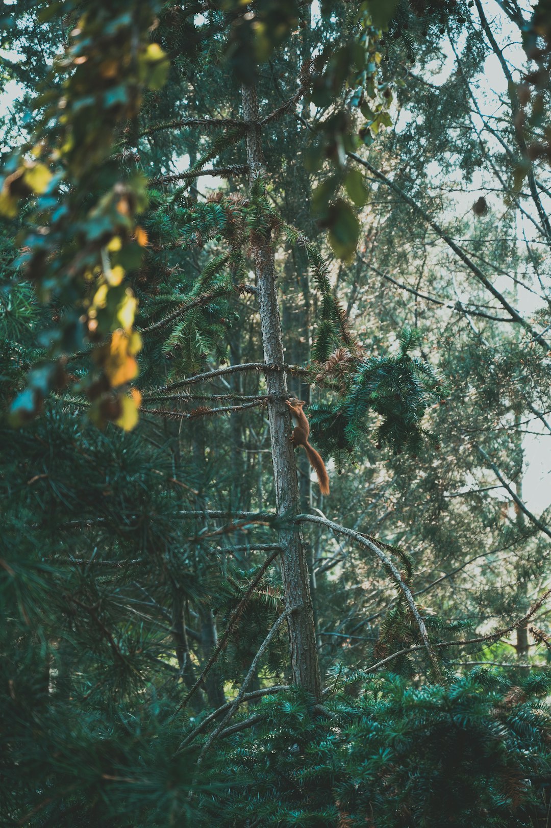 green and yellow fruit tree during daytime