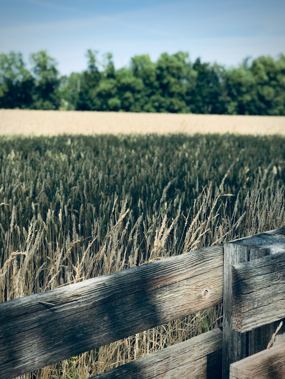 a field of tall grass next to a wooden fence