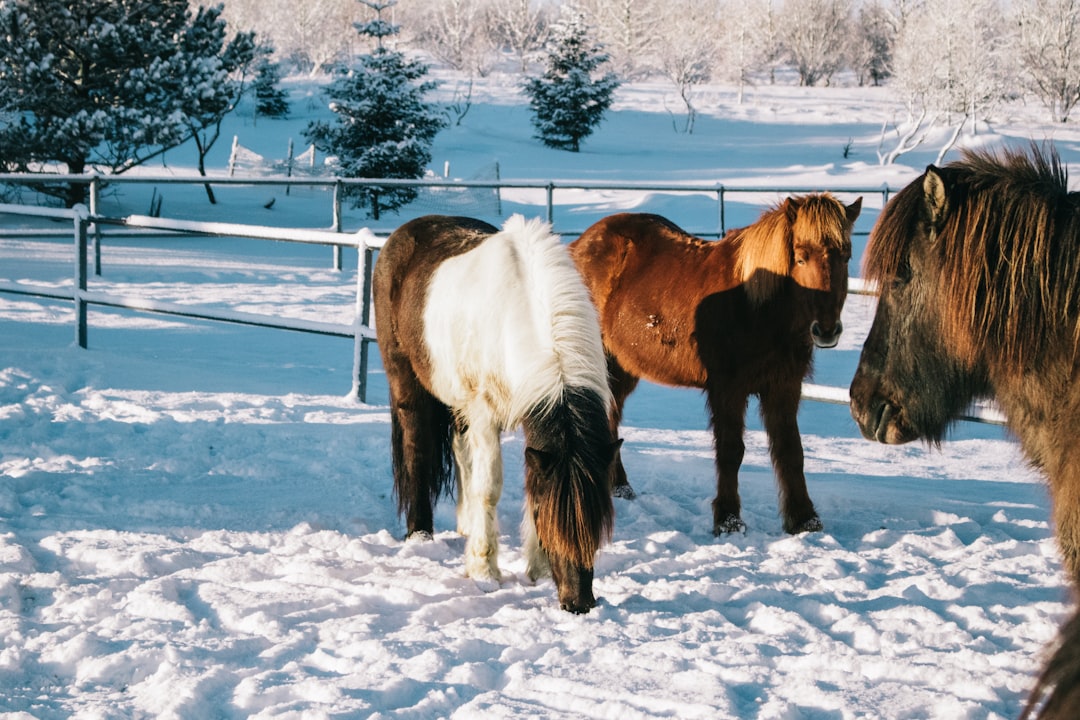 brown and white horse on snow covered ground during daytime