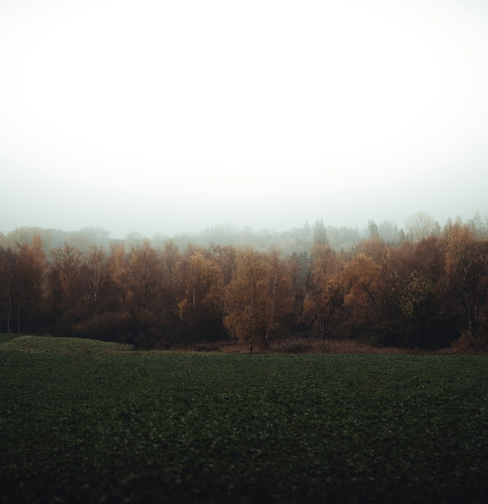 Grünes Grasfeld mit Bäumen unter weißem Himmel tagsüber