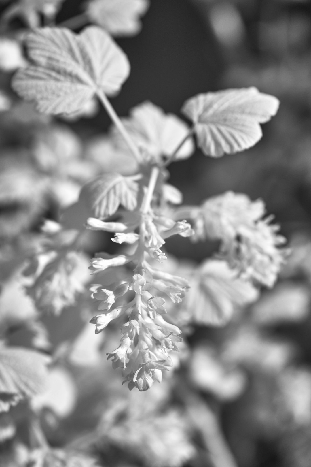grayscale photo of white flowers