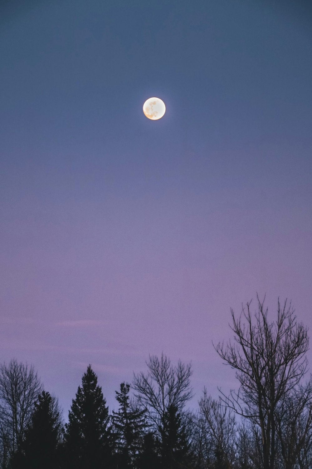 full moon over bare trees