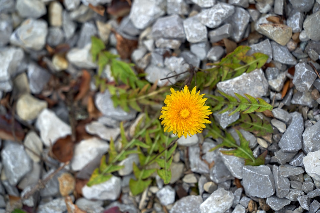 yellow flower on gray rocks