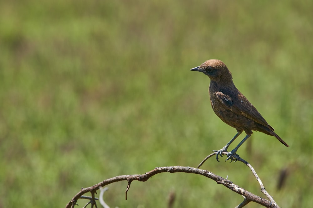 uccello marrone sul ramo di un albero marrone durante il giorno foto –  Grigio Immagine gratuita su Unsplash