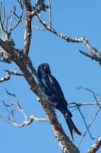 A dark blue raven perched on a glowing light blue branch under a starry night sky.