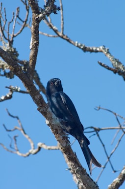 A dark blue raven perched on a glowing light blue branch under a starry night sky.