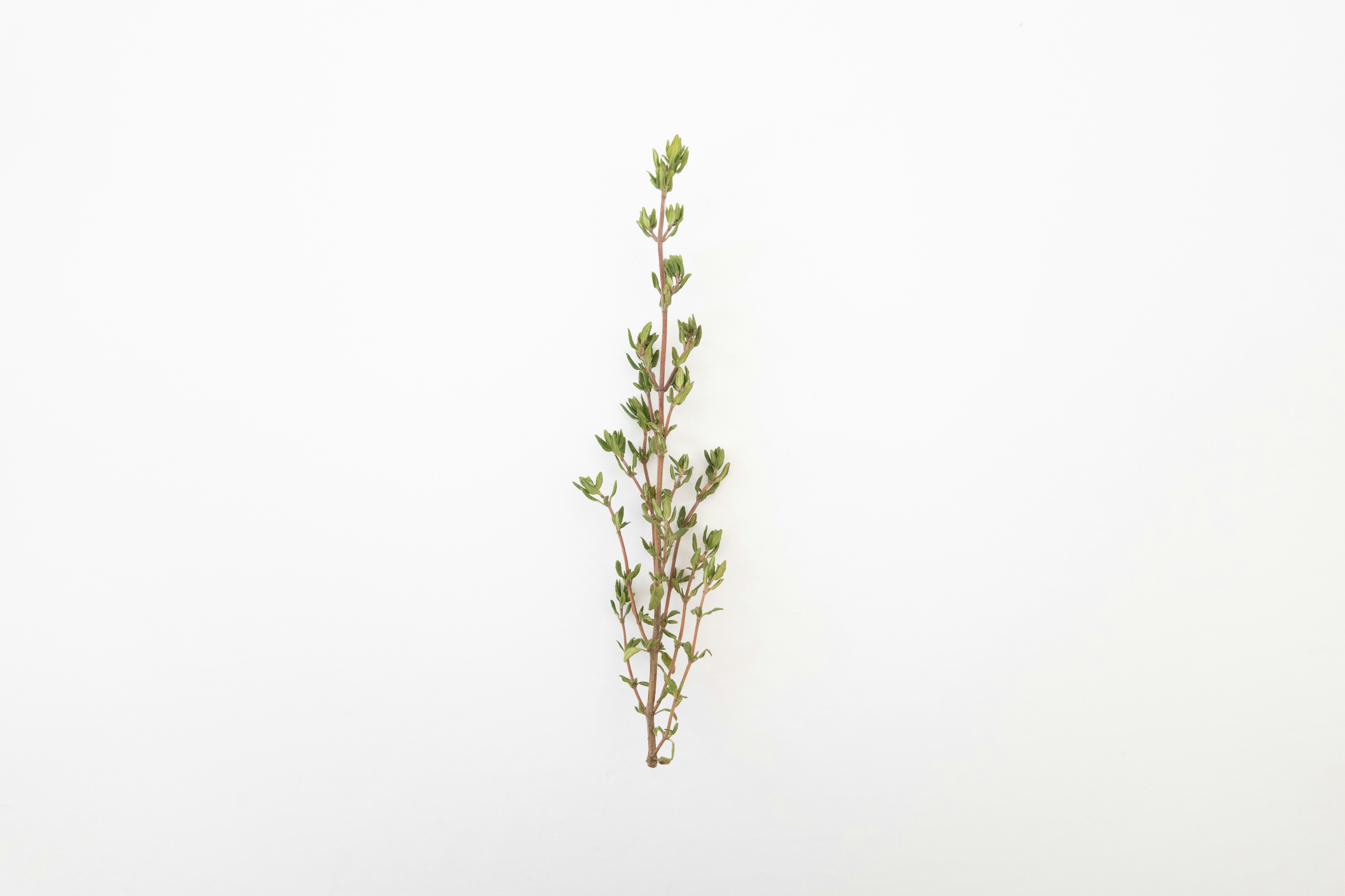 green plant on white background