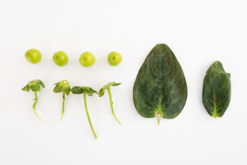 green leaf plant on white background