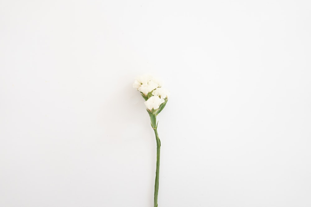 white flower with green stem