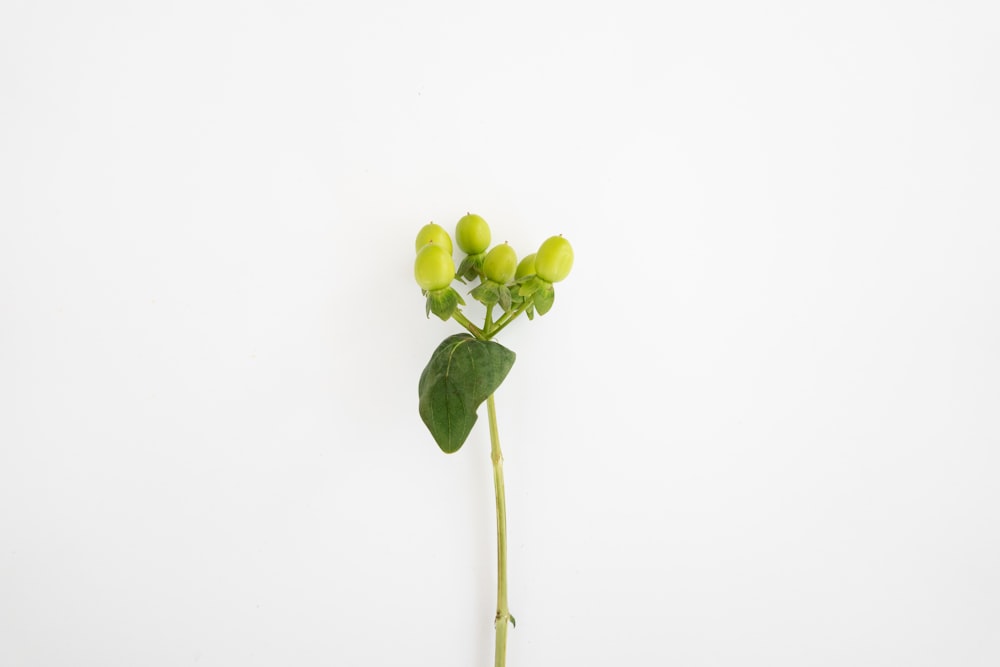 green grapes on white background