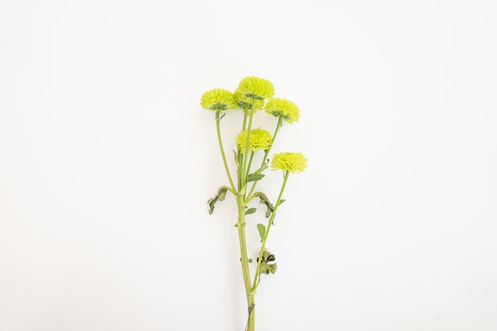 yellow flower with green stem