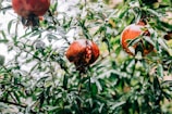 Ripe pomegranates with some seeds spilling out.