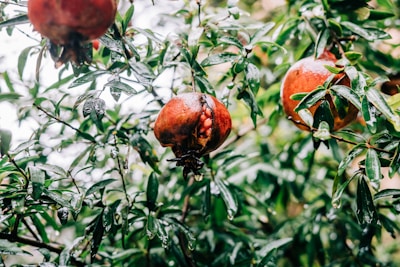 Ripe pomegranates with some seeds spilling out.