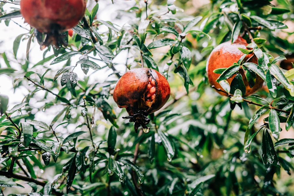 frutta rossa su foglie verdi durante il giorno