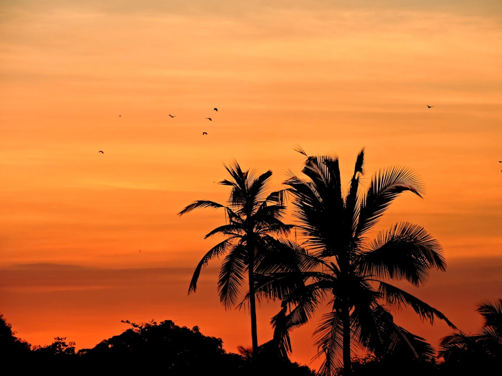 silhouette of palm tree during sunset