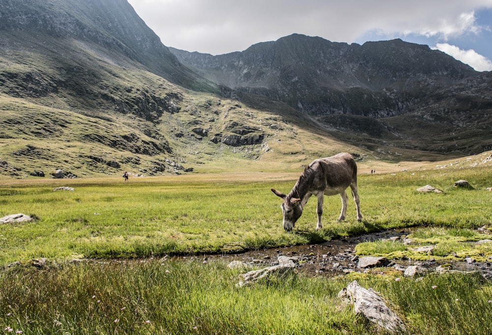 Cerf brun sur un champ d’herbe verte pendant la journée