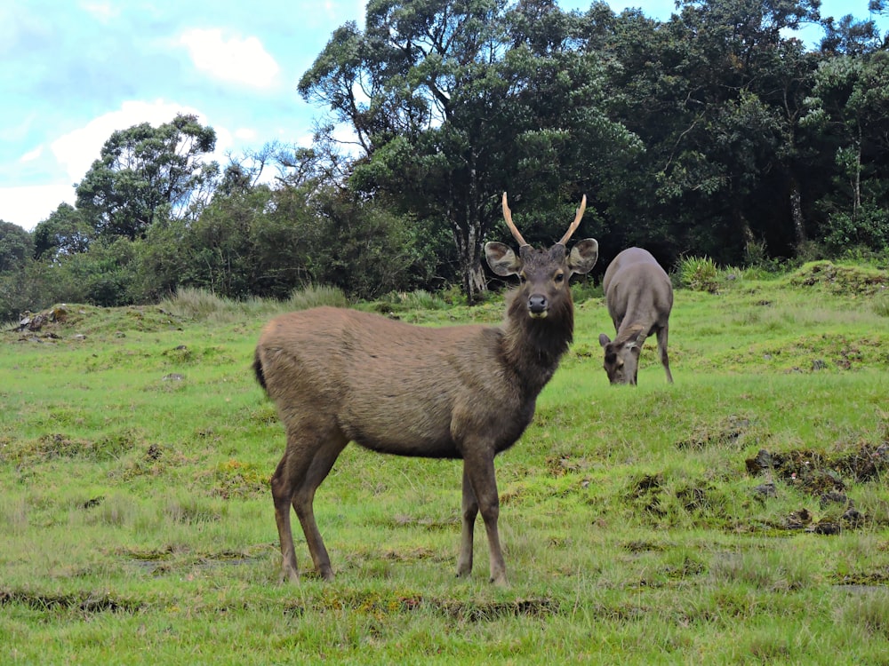 brown deer on green grass field during daytime