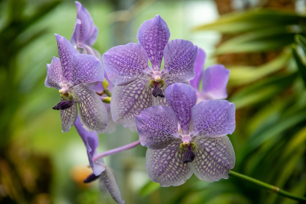 purple flower in macro shot