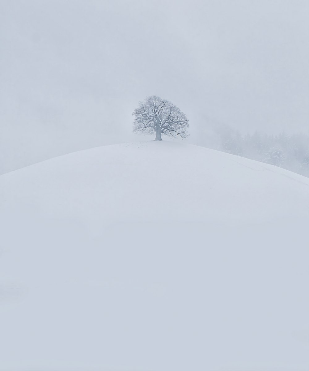 Grüner Baum auf schneebedecktem Boden