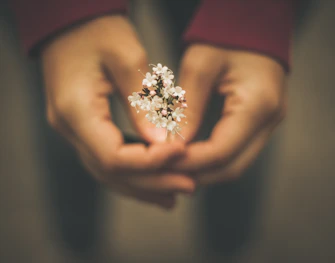 Hands gently holding small white flowers representing hope and healing in suicide grief therapy