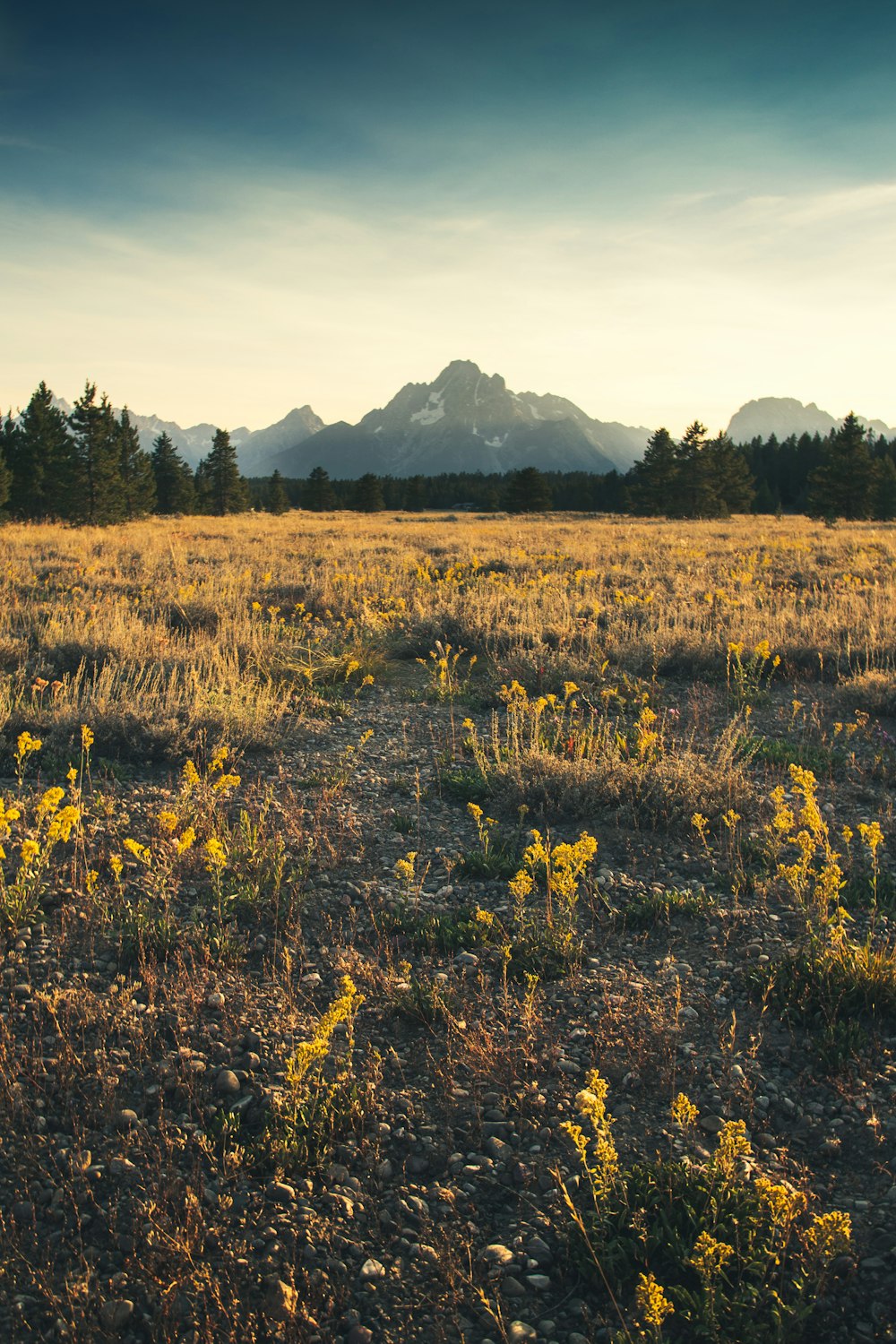 yellow flower field near green mountains during daytime