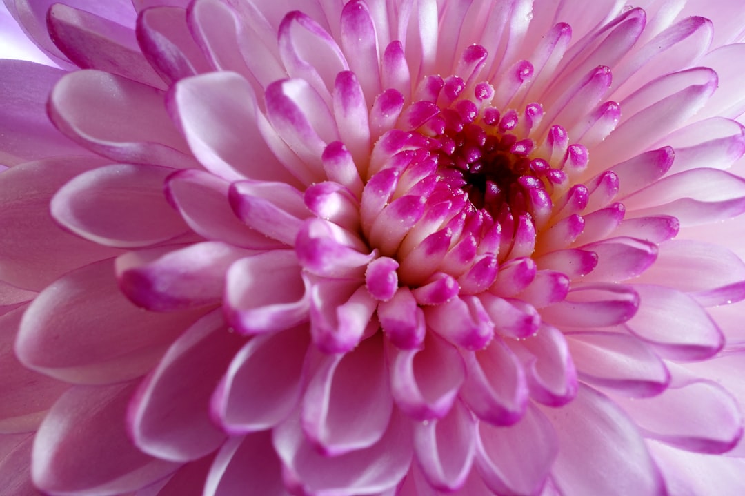 pink and white flower in macro photography