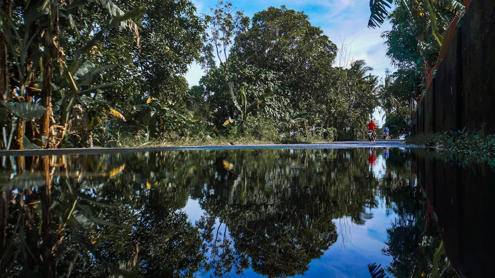 alberi verdi accanto allo specchio d'acqua durante il giorno