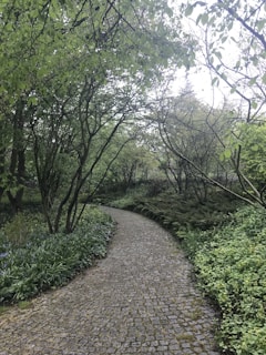 A cobblestone path winding through nature, perfect for morning birdwatching walks.