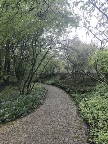 A cobblestone path winding through nature, perfect for morning birdwatching walks.