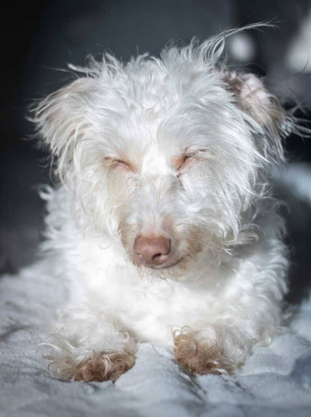 white long coat small dog