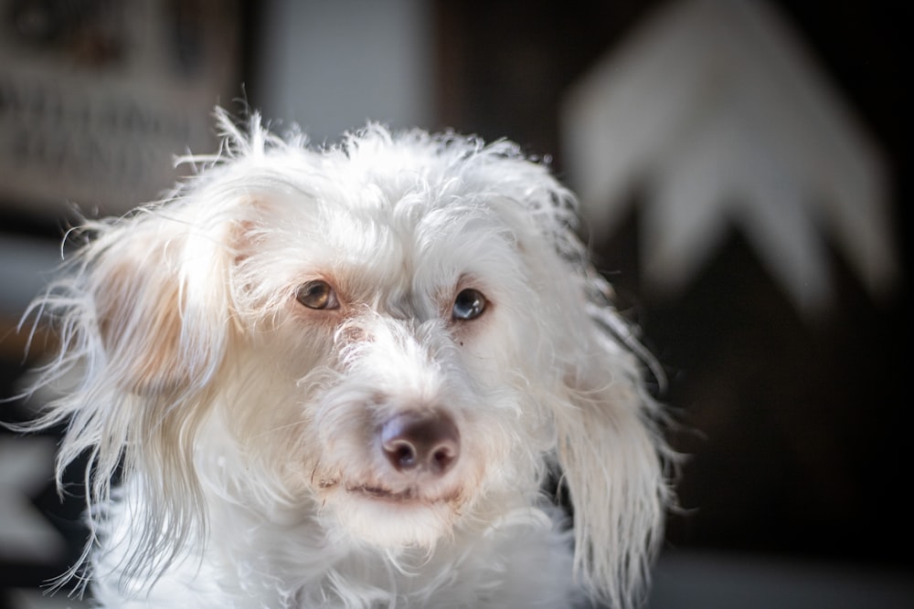 white long coated small dog photo – Free Dog Image on Unsplash
