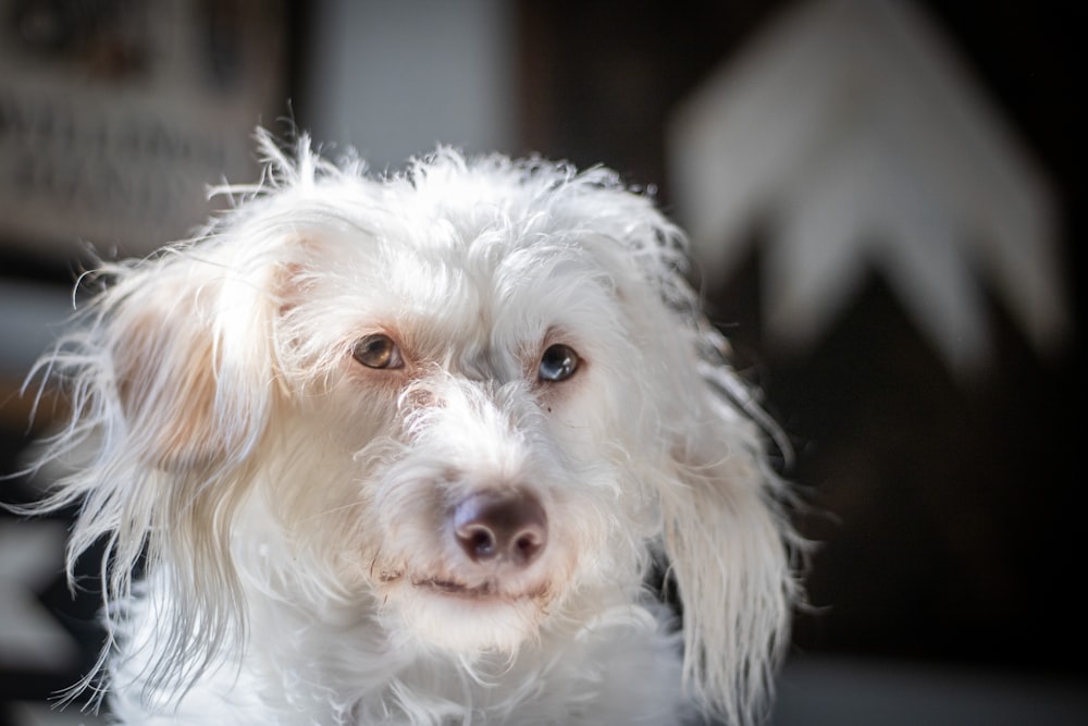 white long coated small dog