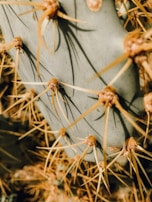 Close-up of a blooming cactus with sharp spines in natural light.