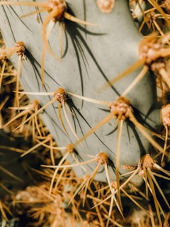 Close-up of a blooming cactus with sharp spines in natural light.