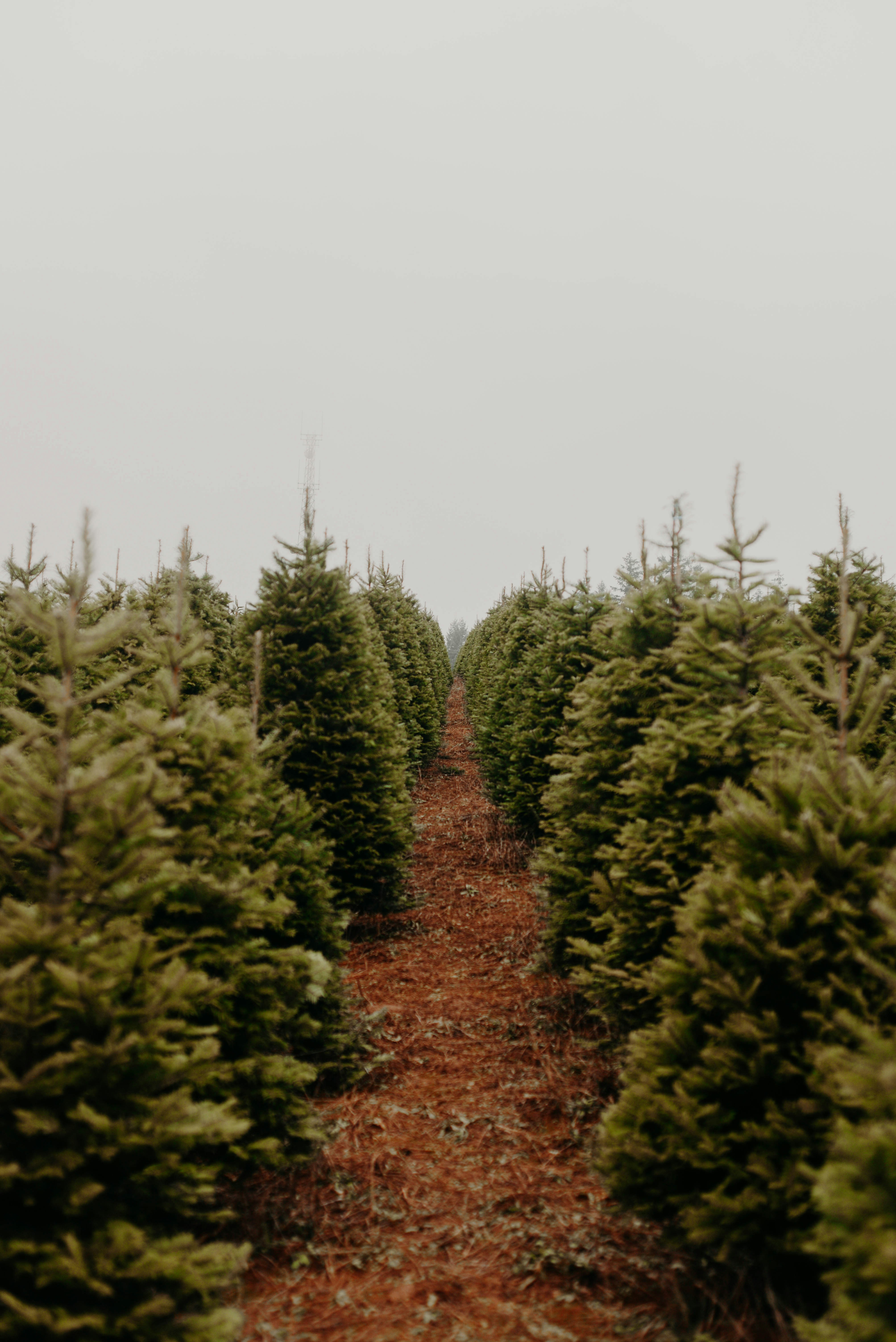 green pine trees under white sky during daytime